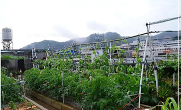 聽說了嗎，多米居然開始搞副業(yè)了？